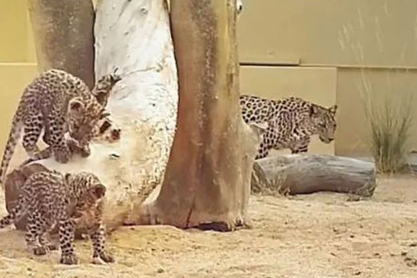 Leopard cub Sultan