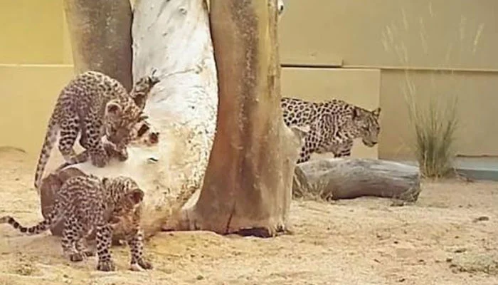 Leopard cub Sultan