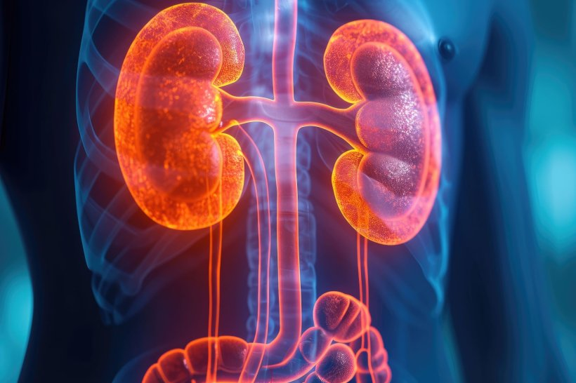 Impact of PFAS on Kidney