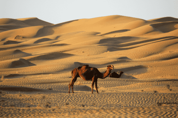 Golden Desert Nushki