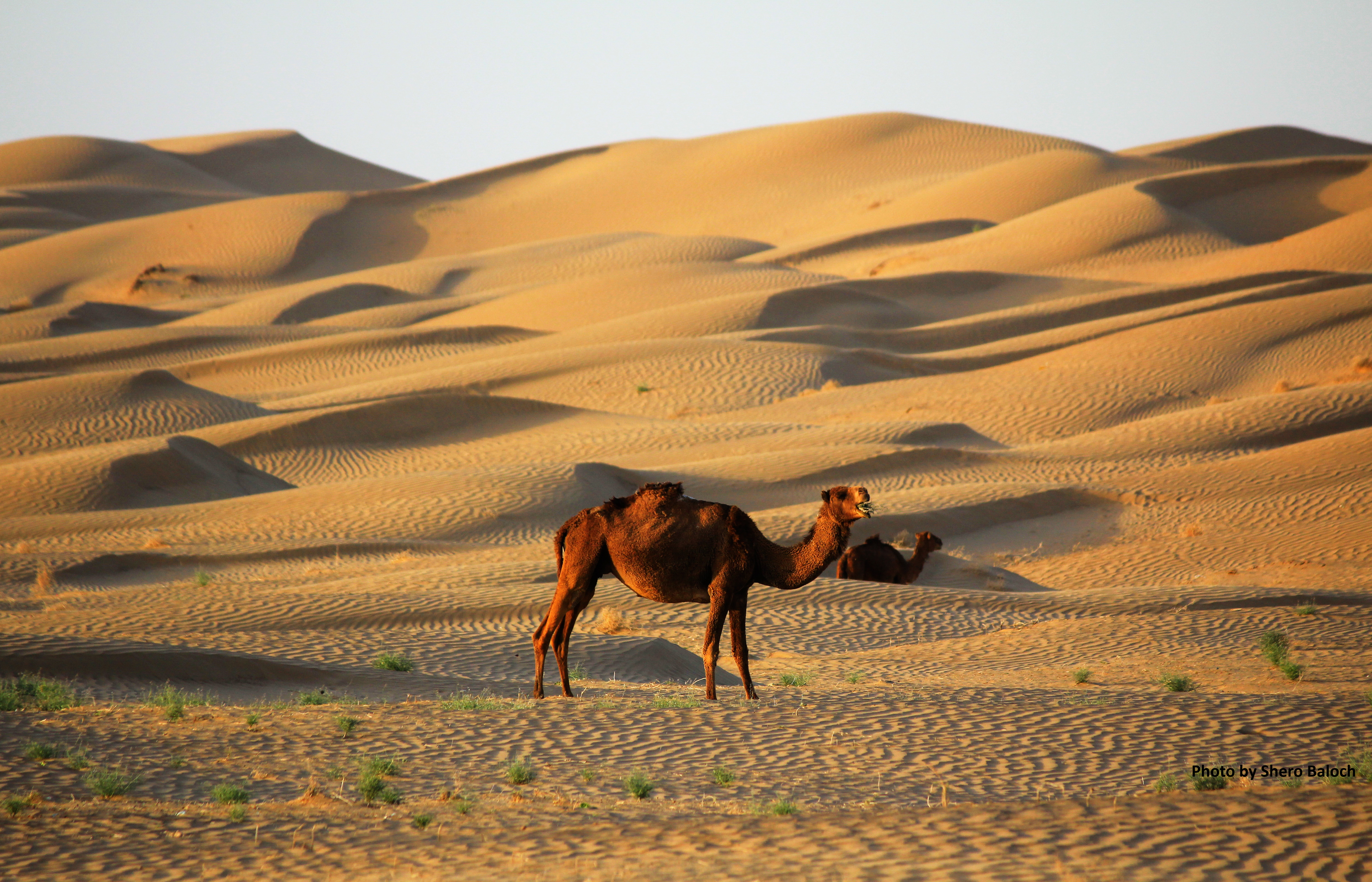 Golden Desert Nushki