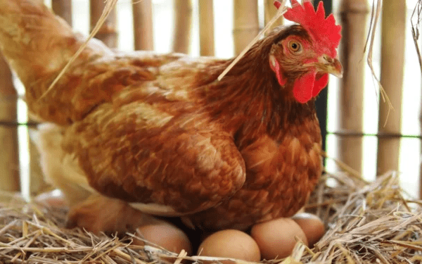 Chicken or Egg - Which Came First