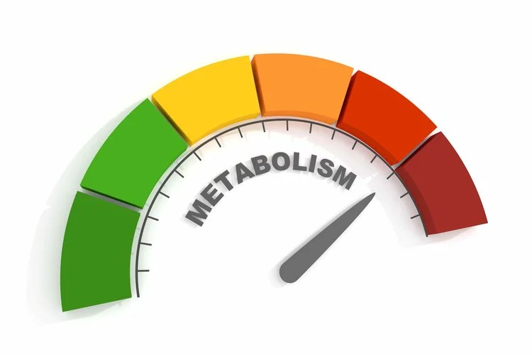 Does Exercise Increase Metabolism