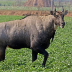 Rare Indian Blue Bull (Nilgai)