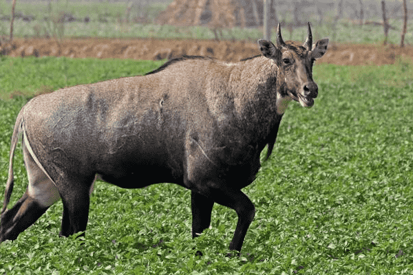 Rare Indian Blue Bull (Nilgai)