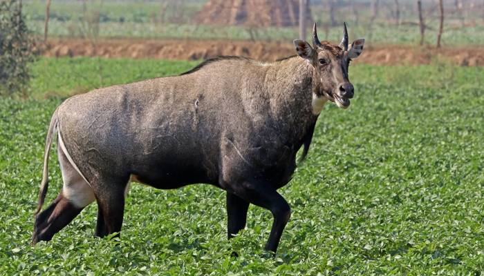 Rare Indian Blue Bull (Nilgai)