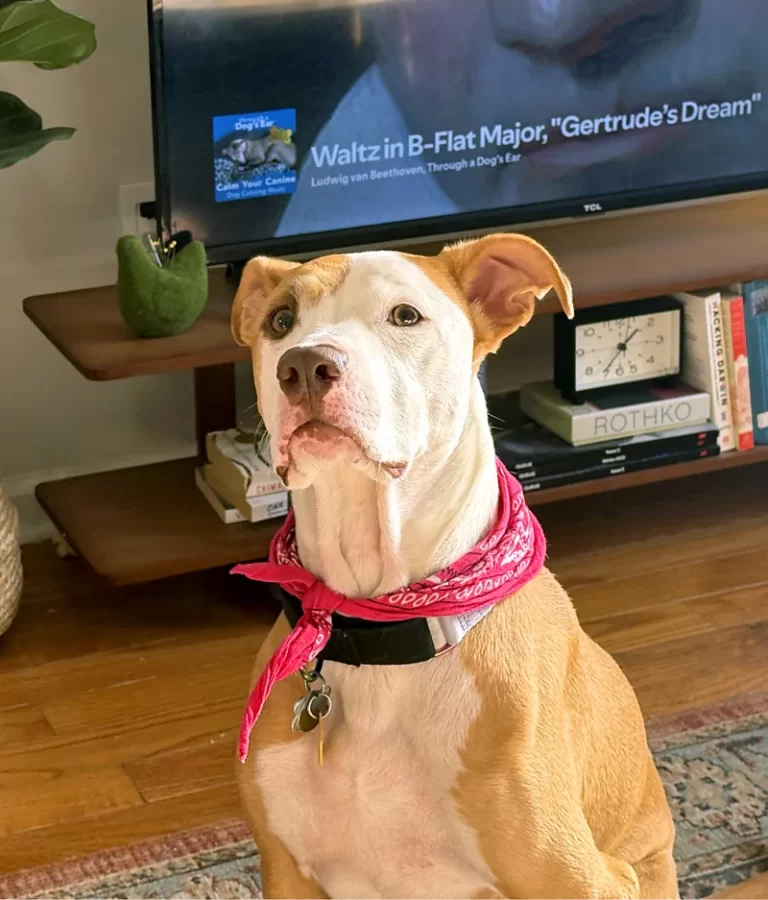 music makes animals calmer