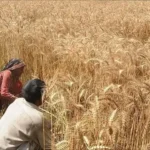 Implementation of the wheat sector modernisation roadmap in Pakistan