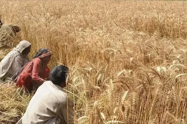 Implementation of the wheat sector modernisation roadmap in Pakistan