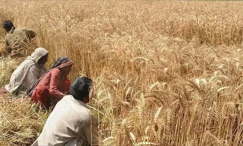 Implementation of the wheat sector modernisation roadmap in Pakistan